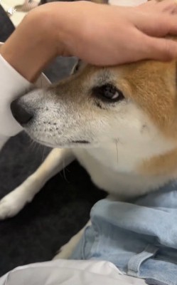 撫でられる福くん