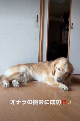 動きが止まる犬