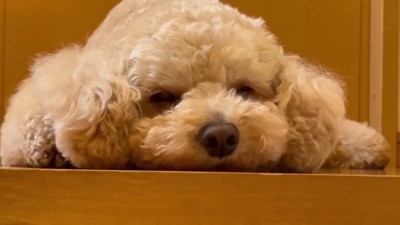 眠そうなので、そっとしておくことに