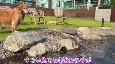 心配そうに見つめるおからちゃん