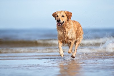 海辺を走る犬