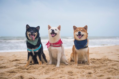 柴犬3匹、海