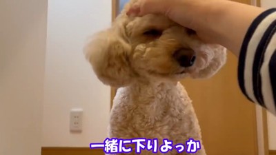 「ごめんね」とナデナデ