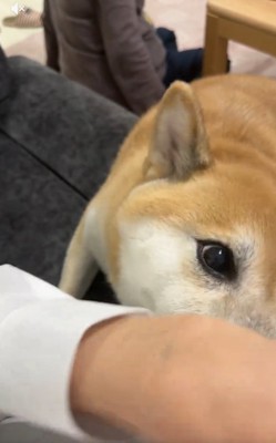 何度も繰り返す福くん