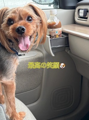 笑顔の犬
