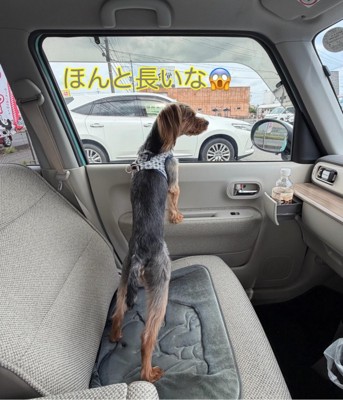全長が長い犬