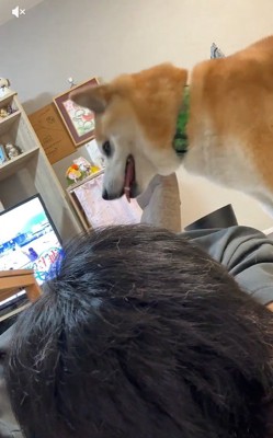 満足そうな福くん