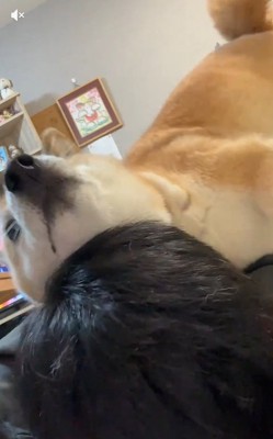 何度もスリスリする福くん