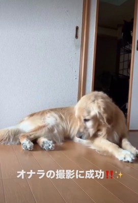 俯く犬