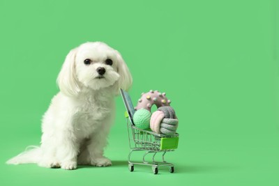 犬の買い物