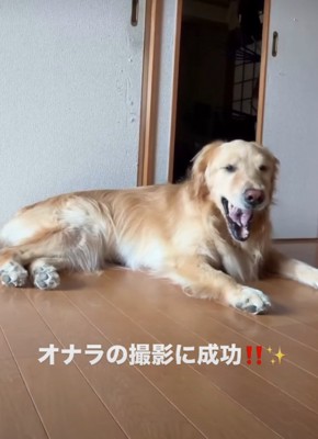 あくびする犬