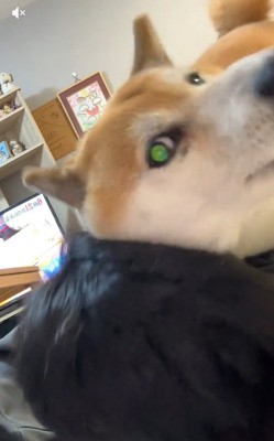 真剣な顔の福くん