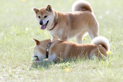 柴犬2匹