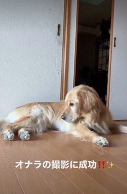 おしりを見つめる犬