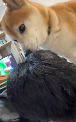 飼い主さんのにおいを嗅ぐ福くん