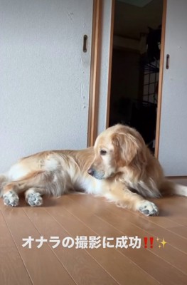 おしりを見つめる犬2