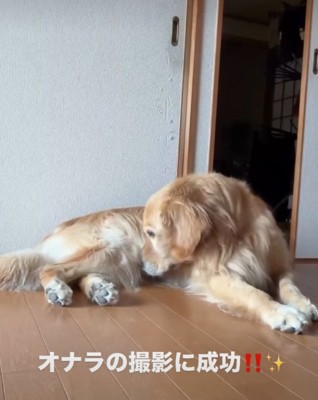 お腹の匂いを嗅ぐ犬