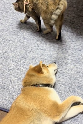 目で追ってます