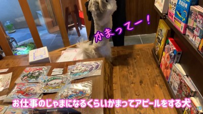 飛びついて構ってアピール！