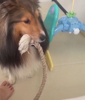 おもちゃを咥えて赤ちゃんの前にやってくる犬