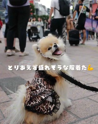 現在のレオちゃん