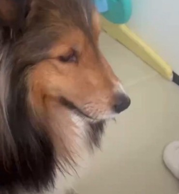 赤ちゃんを見つめる犬