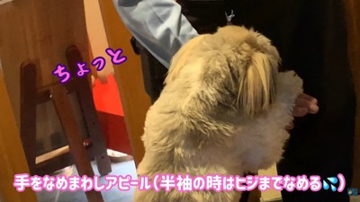 ペロペロ…ペロペロ…