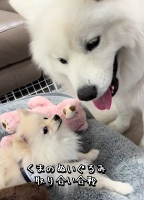 しげるくんが優勢！？