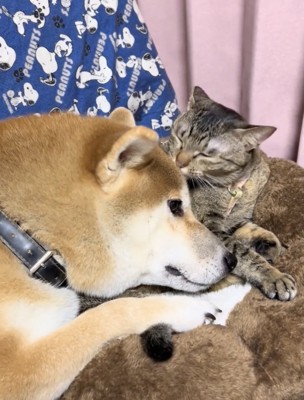 お顔をペロペロ