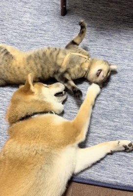 「ねぇってばぁ」