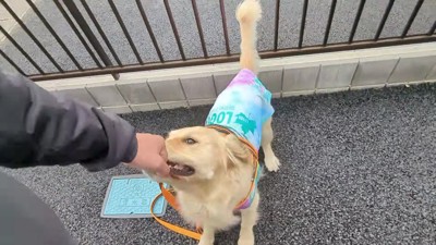 お散歩でもパワフル!!
