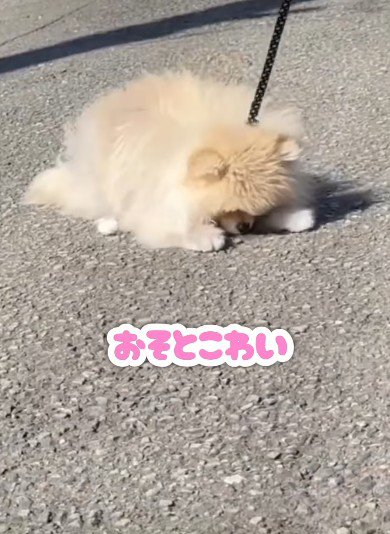 「お外怖い…」