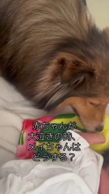 赤ちゃんに顔を近づける犬