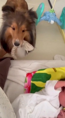 別のおもちゃを咥えて持ってくる犬