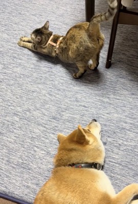 「おわり…?」