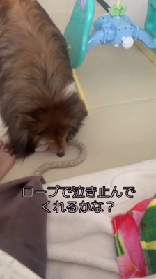 床に落ちているロープのおもちゃを