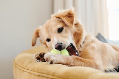 ボール遊びする子犬