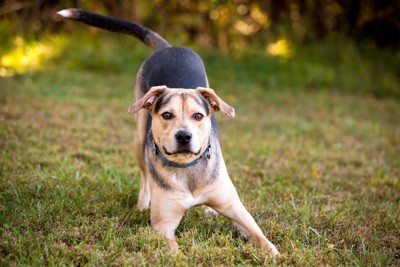 プレイバウをする犬