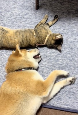 すでに嬉しそうな春陽くん