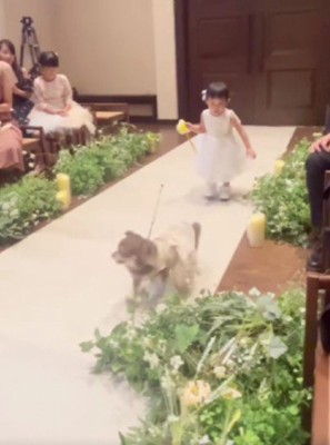 今度はわんこがダッシュ！