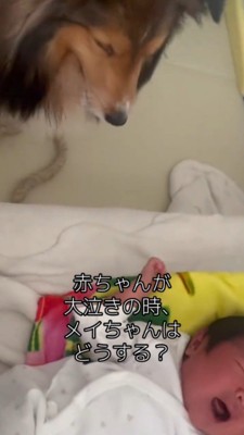 泣いている赤ちゃんの隣に座る犬