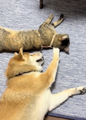 「構ってアピール」炸裂!