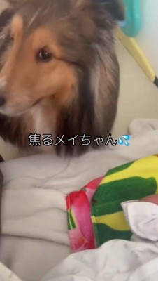 赤ちゃんから離れる犬