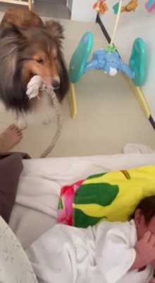 ロープを咥えたまま、赤ちゃんの隣に立ち尽くす犬