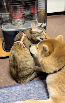 種族を超えて、とっても仲良し