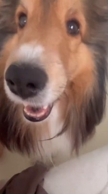 女性を見上げる犬