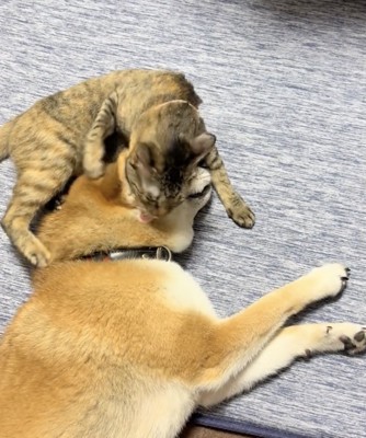 構ってあげる、優しいつくしちゃん