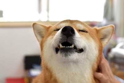 撫でられてうっとりする犬