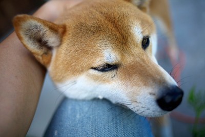 膝に甘える柴犬