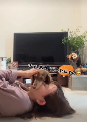 顔の上の犬